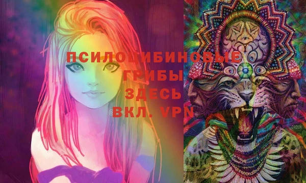 стаф Медногорск