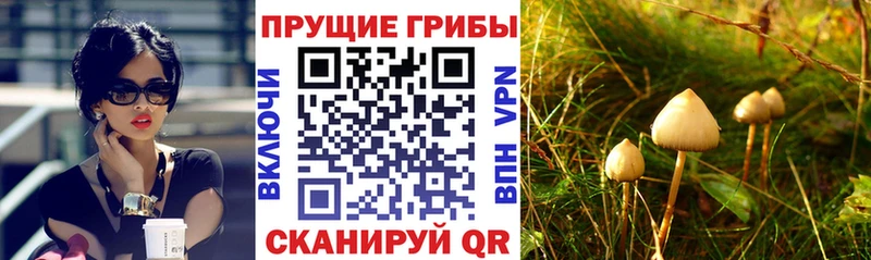 Псилоцибиновые грибы мухоморы  Купить закладки  Сургут 